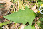 Horse nettle